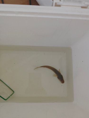 マハゼの釣果