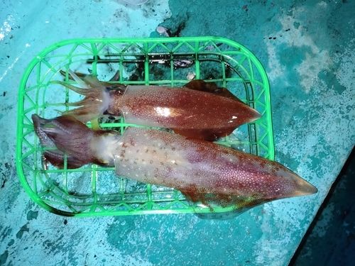 ケンサキイカの釣果