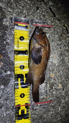 ガヤの釣果