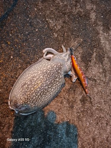 コウイカの釣果