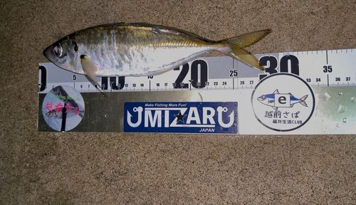 マアジの釣果