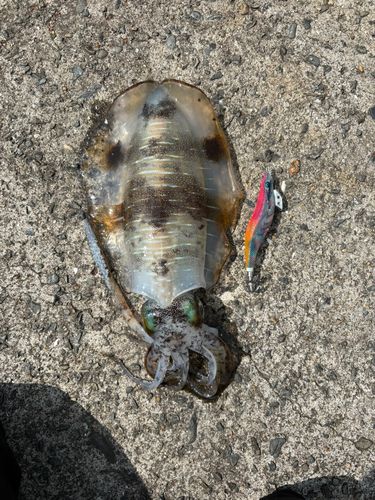 アオリイカの釣果