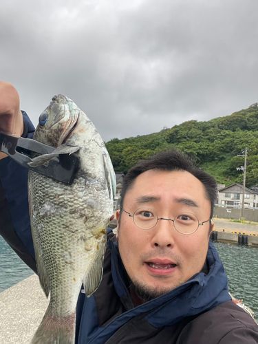メジナの釣果