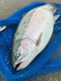 ニジマスの釣果