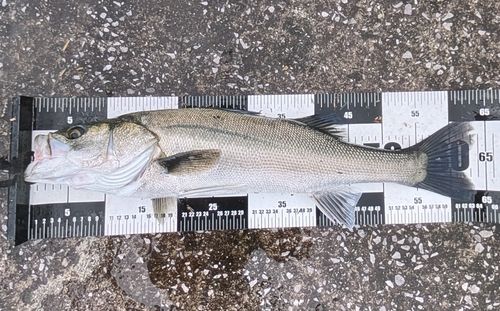 マルスズキの釣果