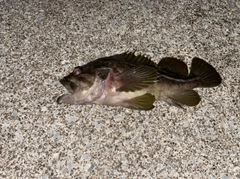 シマゾイの釣果