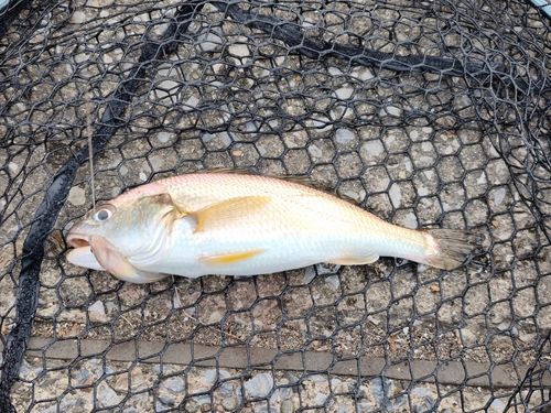 イシモチの釣果
