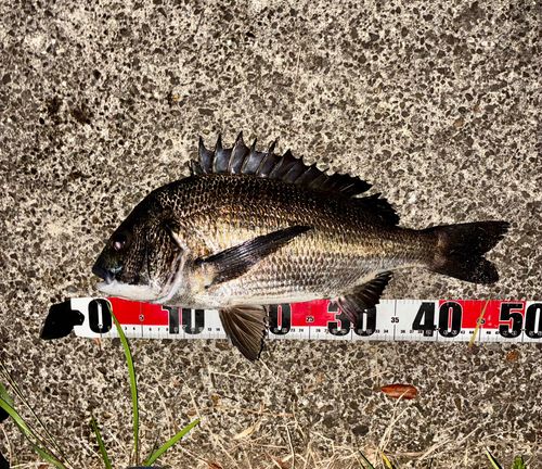 チヌの釣果