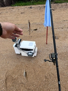シロギスの釣果