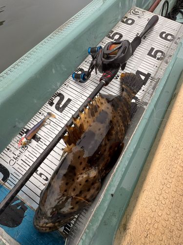 チャイロマルハタの釣果