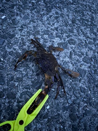 カニの釣果