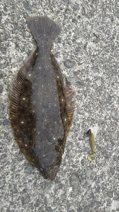 ヒラメの釣果