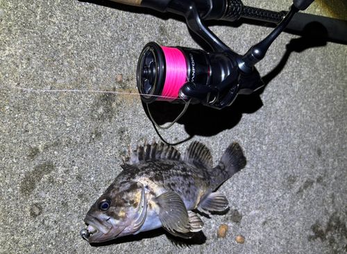 クロソイの釣果