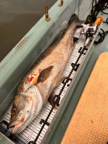 スズキの釣果