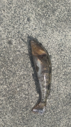 アイナメの釣果