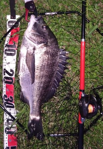 クロダイの釣果