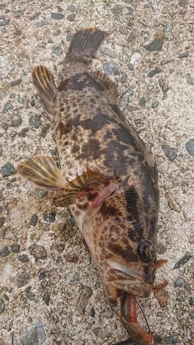 タケノコメバルの釣果