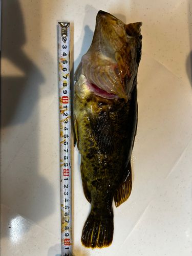 タケノコメバルの釣果