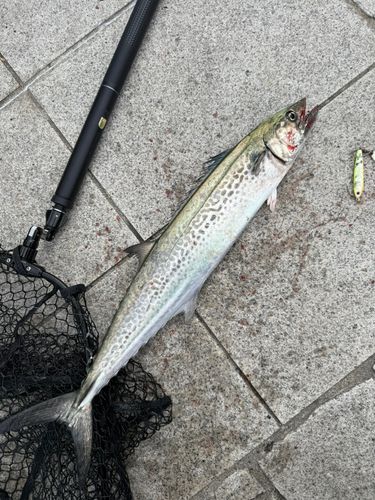 サゴシの釣果