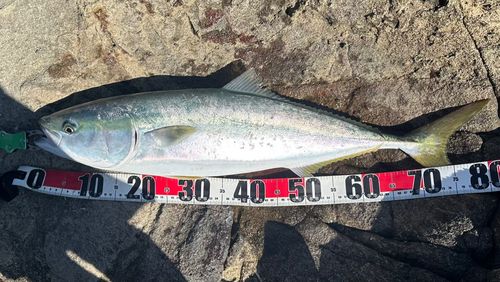 ブリの釣果
