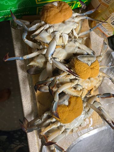 ワタリガニの釣果