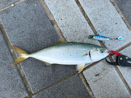 ツバスの釣果