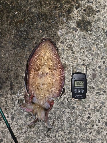 モンゴウイカの釣果