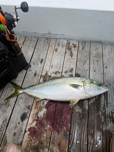 ワラサの釣果