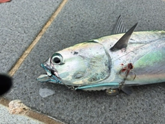マルソウダの釣果