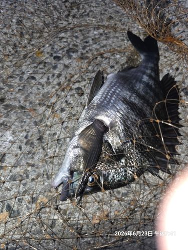 チヌの釣果