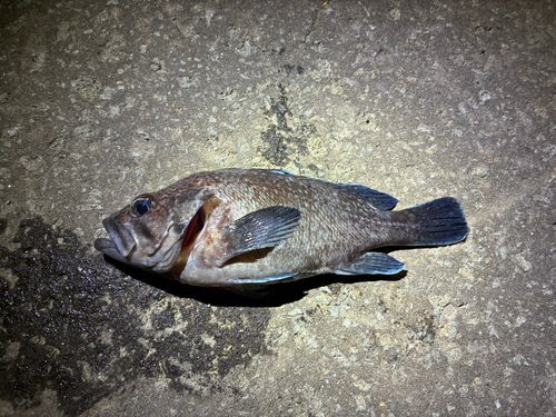 マゾイの釣果