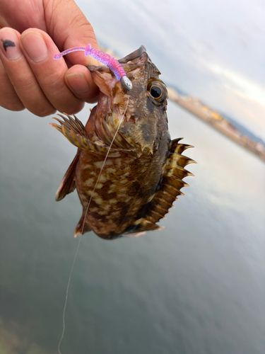 ガシラの釣果