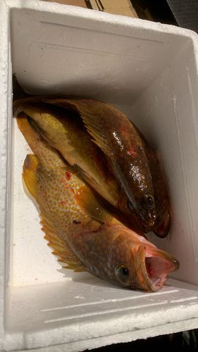 キジハタの釣果