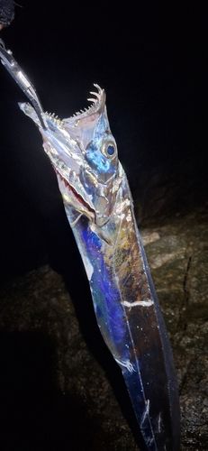 タチウオの釣果