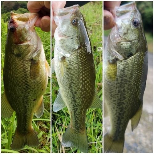 ナマズの釣果