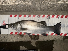 ヒラスズキの釣果
