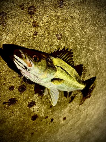 スズキの釣果