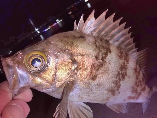 メバルの釣果