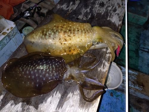 アオリイカの釣果