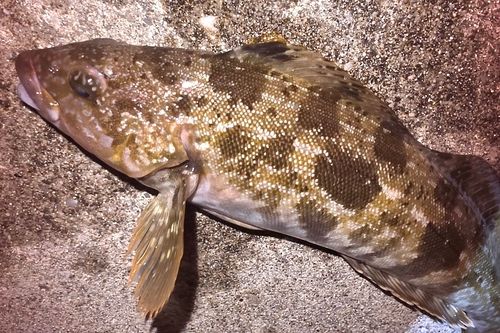 アイナメの釣果