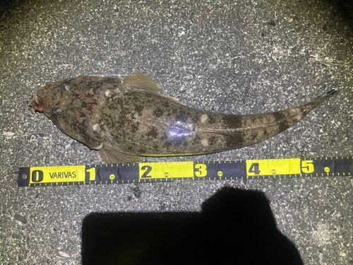 マゴチの釣果