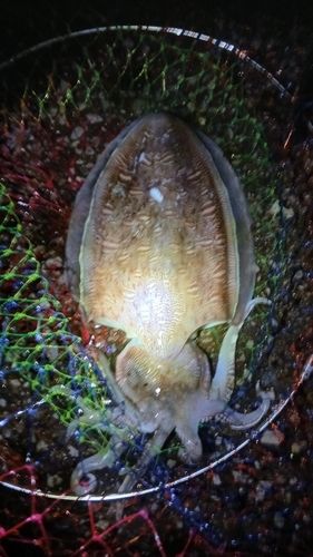 コウイカの釣果