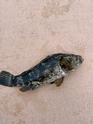 ベッコウゾイの釣果