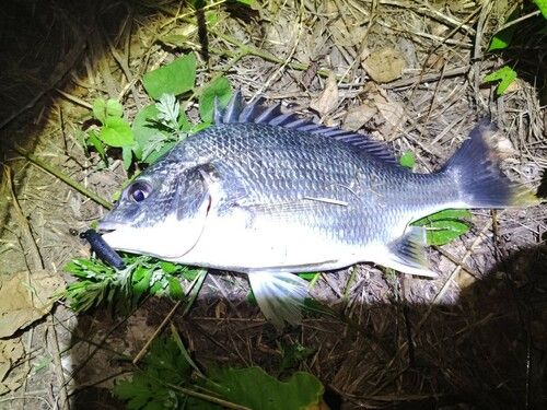 キビレの釣果