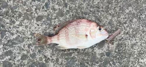 チャリコの釣果