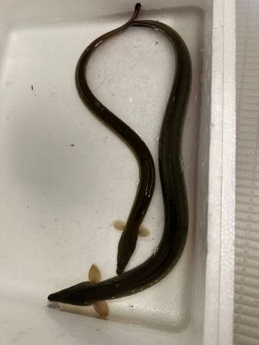 ウナギの釣果