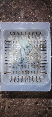 ヒイカの釣果