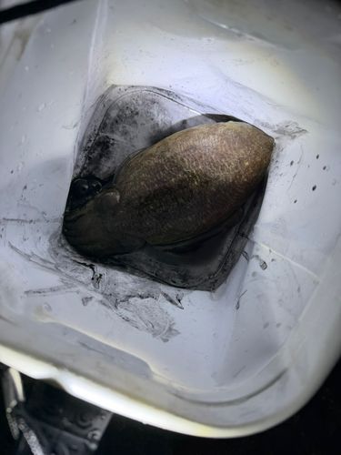 コウイカの釣果