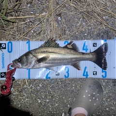 スズキの釣果