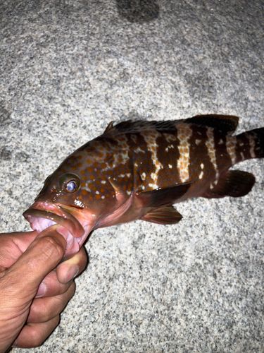 アコウの釣果